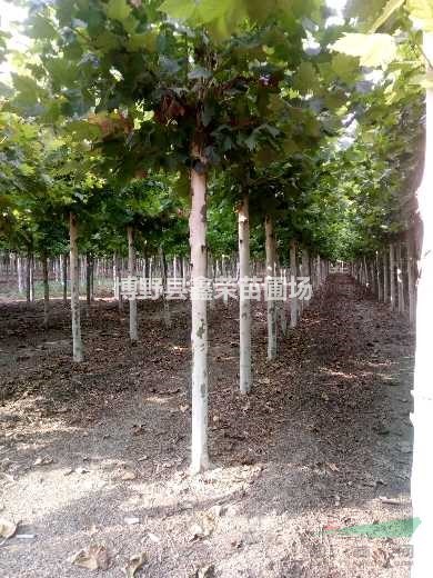 5公分法桐基地 7公分法桐價格