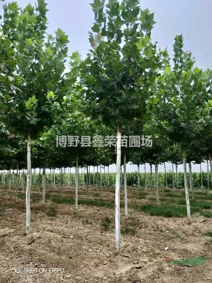 5公分法桐基地 7公分法桐價格
