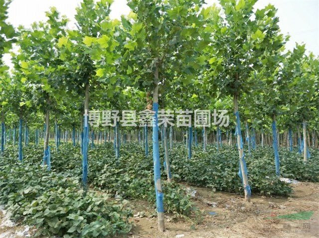 13公分法桐哪有 15公分法桐哪里有