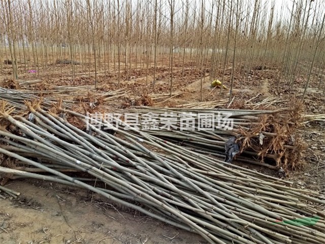 13公分法桐哪有 15公分法桐哪里有