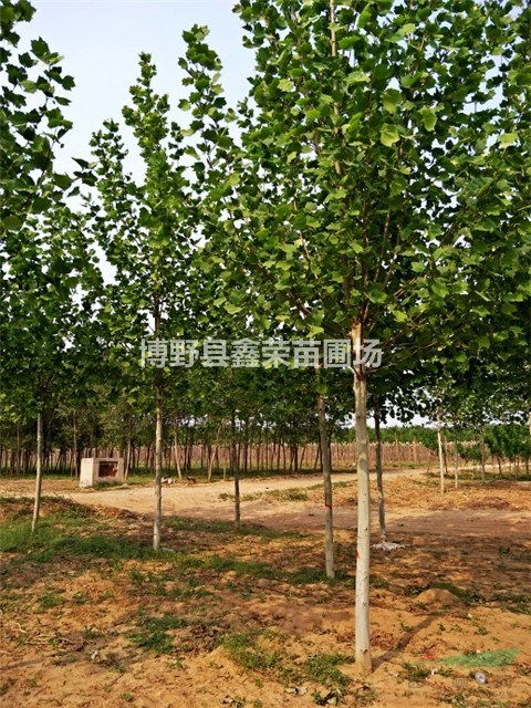 14公分法桐優(yōu)惠 16公分法桐價(jià)格優(yōu)惠