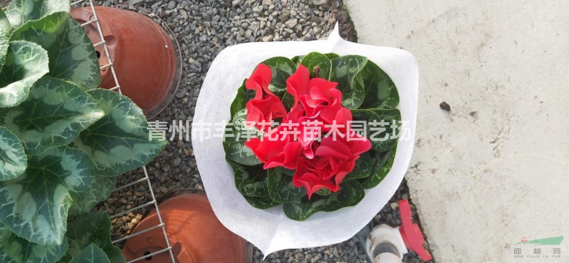 仙客來(lái)基地批發(fā)