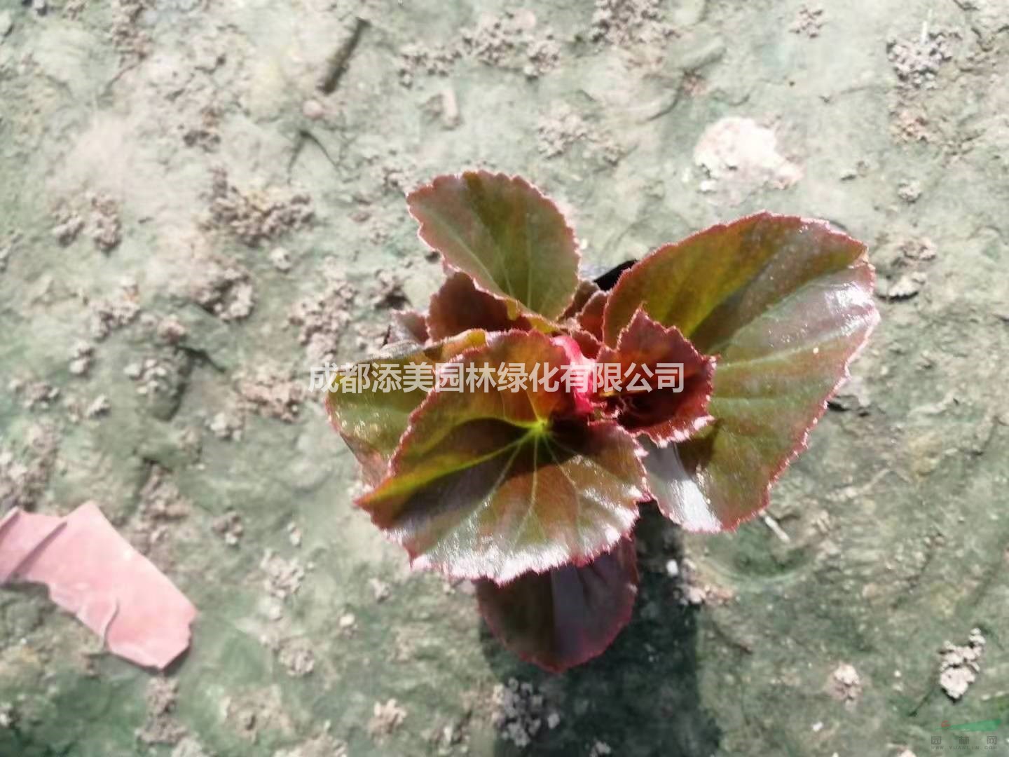 四川成都郫縣比哥海棠小杯低價出售 紅葉比哥海棠直銷 