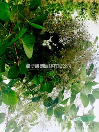 淄博凯创园林观赏性乔木树种——黄栌