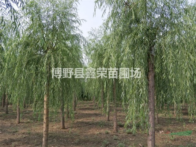6公分垂柳銷售 8公分垂柳出售