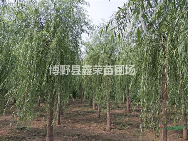 6公分垂柳銷售 8公分垂柳出售