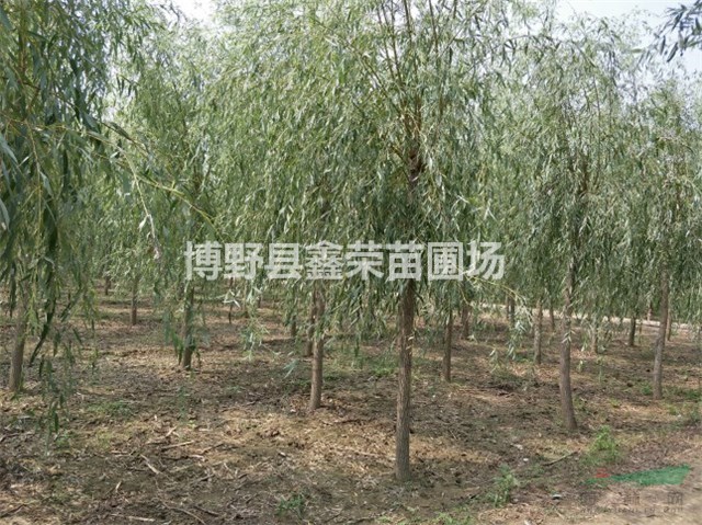 10公分垂柳哪有 12公分垂柳哪里有