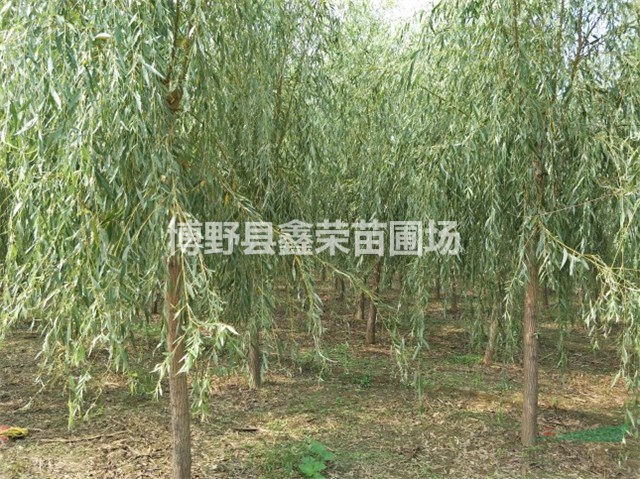 10公分垂柳哪有 12公分垂柳哪里有