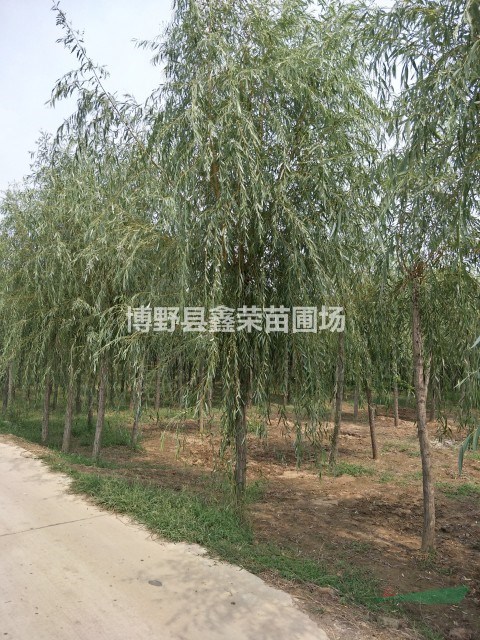 3公分垂柳供應(yīng) 5公分垂柳供應(yīng)點(diǎn)