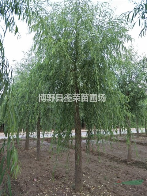 3公分垂柳供應(yīng) 5公分垂柳供應(yīng)點(diǎn)