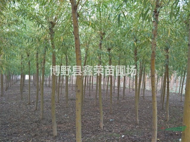 3公分金絲柳基地 5公分金絲柳苗圃場