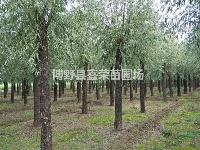 18公分旱柳出售 20公分旱柳銷售