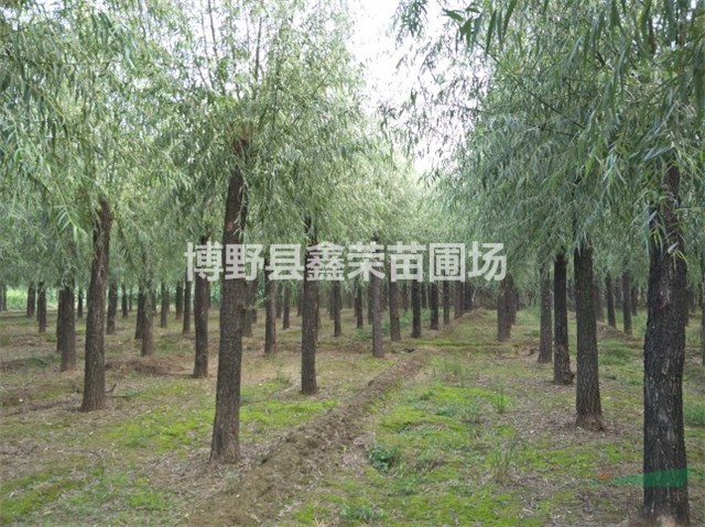 18公分旱柳出售 20公分旱柳銷售