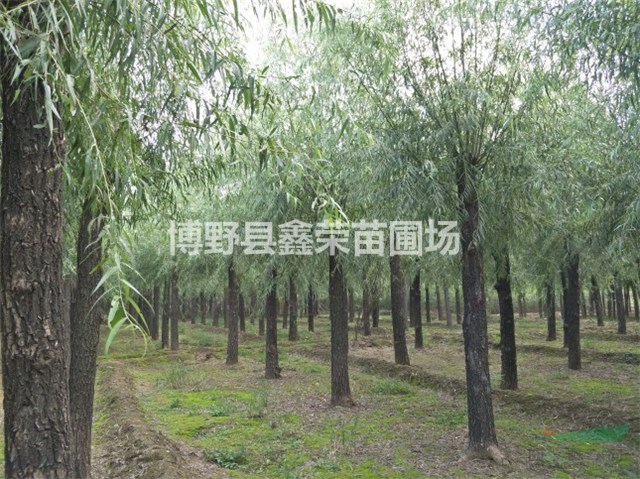11公分旱柳量大 13公分旱柳大量出售