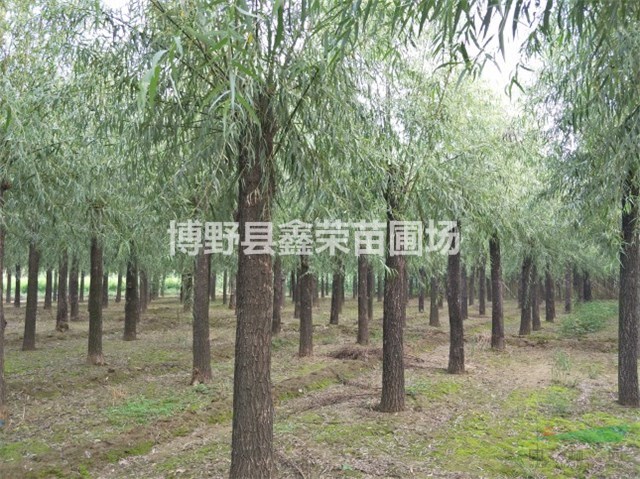 11公分旱柳量大 13公分旱柳大量出售