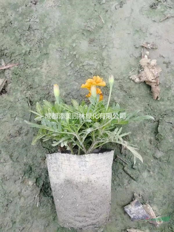 12杯孔雀草什么價格 黃花孔雀草用處在哪兒