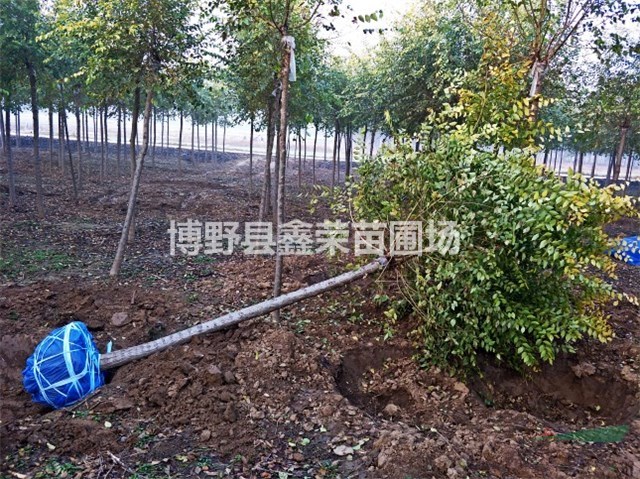 11公分金葉榆出售 13公分金葉榆銷(xiāo)售