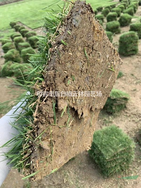 江蘇中華結(jié)縷草 江蘇中華結(jié)縷草 中華結(jié)縷草價(jià)格介紹