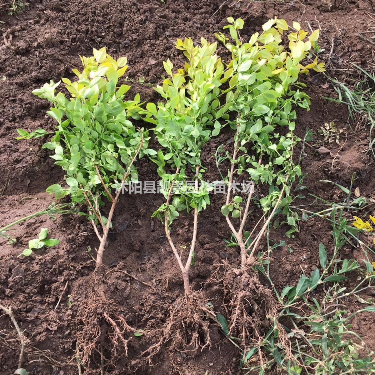 金叶女贞基地 金叶女贞50厘米高 金叶女贞100万棵供应