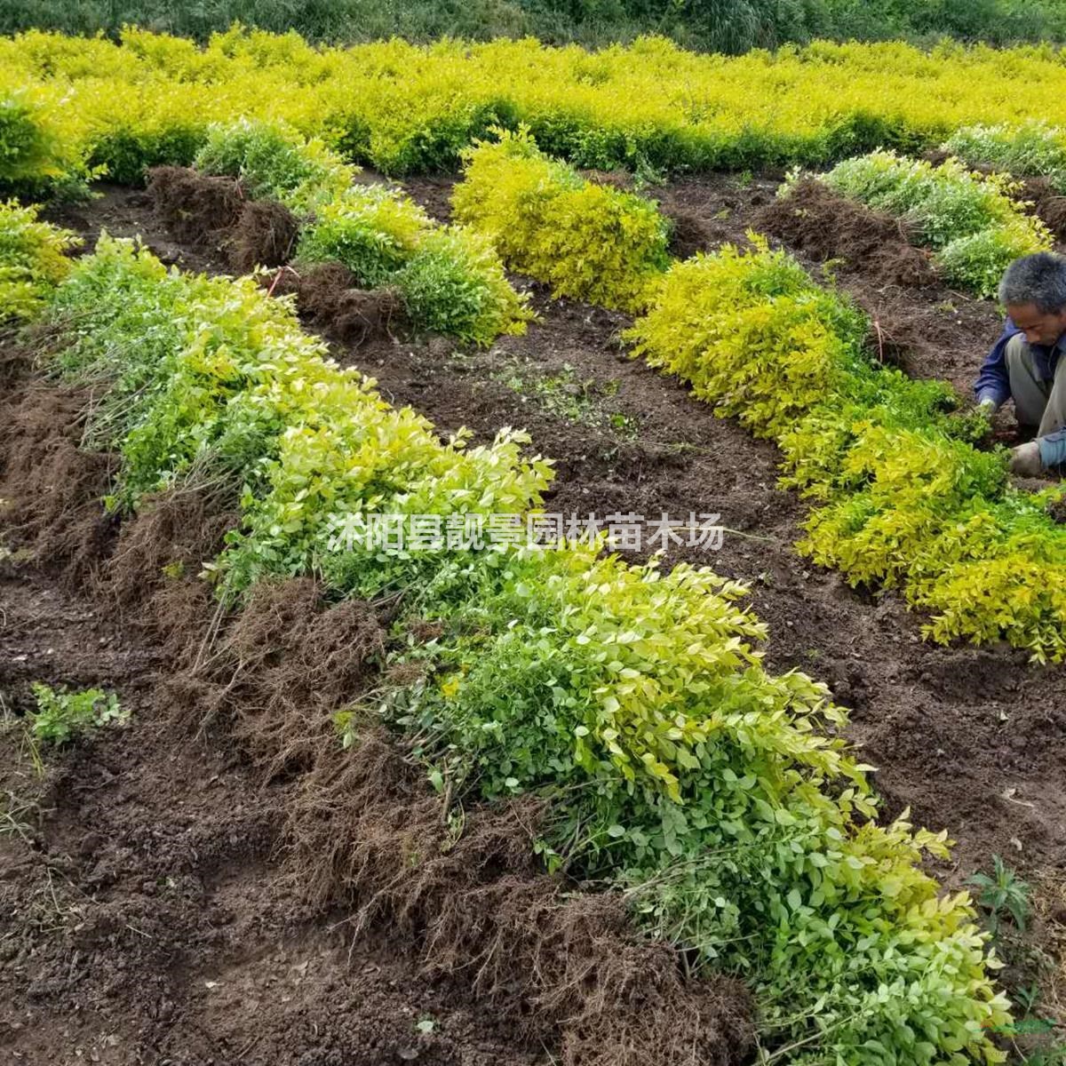 金叶女贞基地 金叶女贞50厘米高 金叶女贞100万棵供应