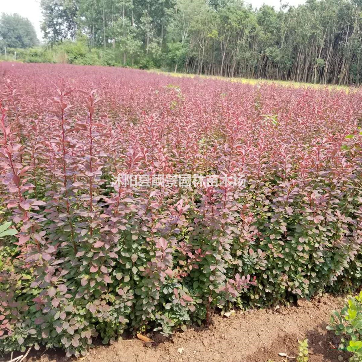 红叶小檗基地 红叶小檗50厘米高 紫叶小檗200万棵秋季供应