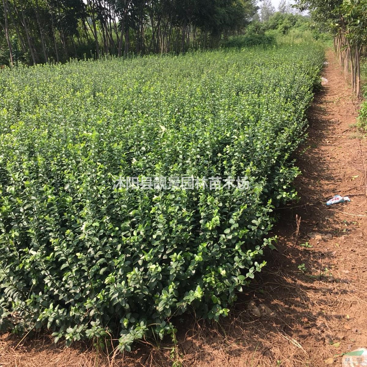 胶东卫矛基地 胶东卫矛绿篱50厘米高 胶东卫矛100万棵库存