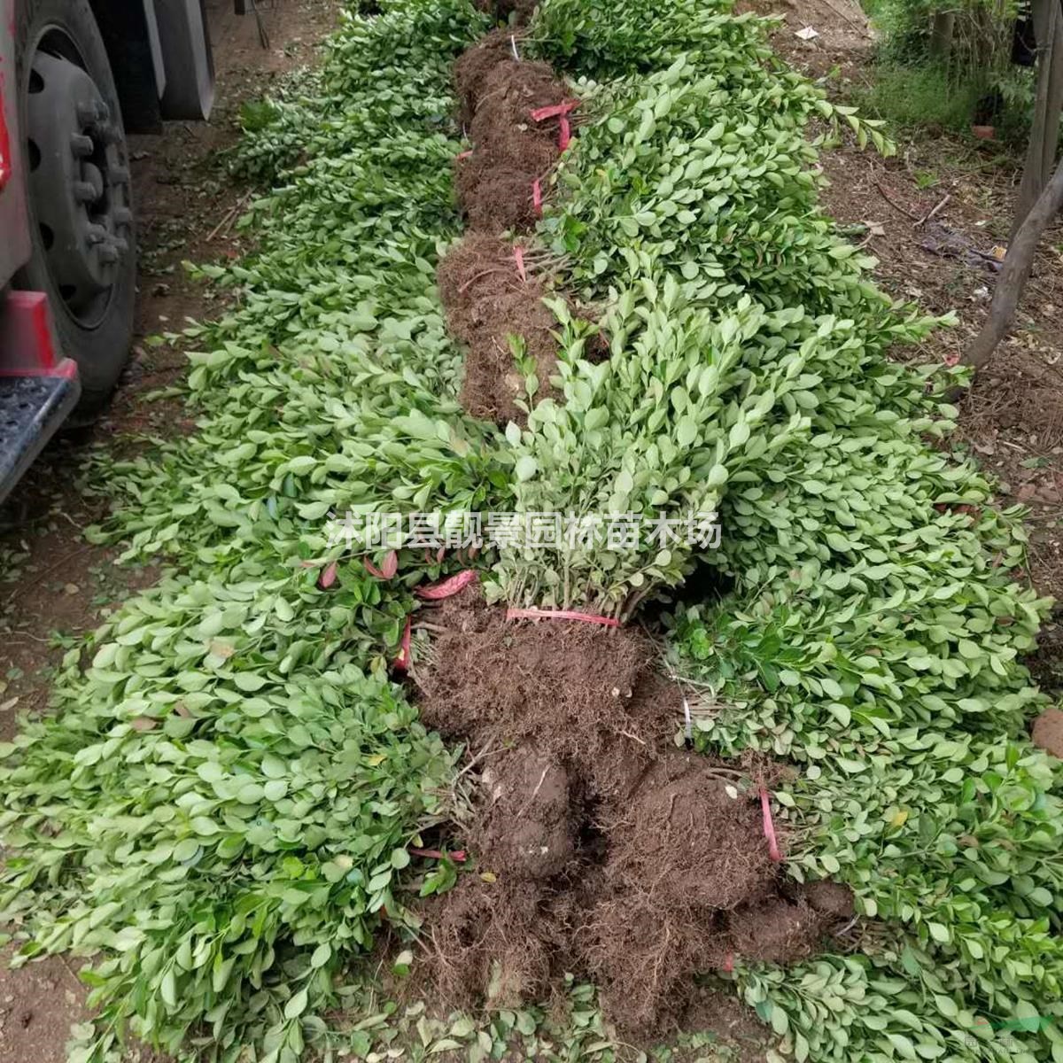 胶东卫矛基地 胶东卫矛绿篱50厘米高 胶东卫矛100万棵库存