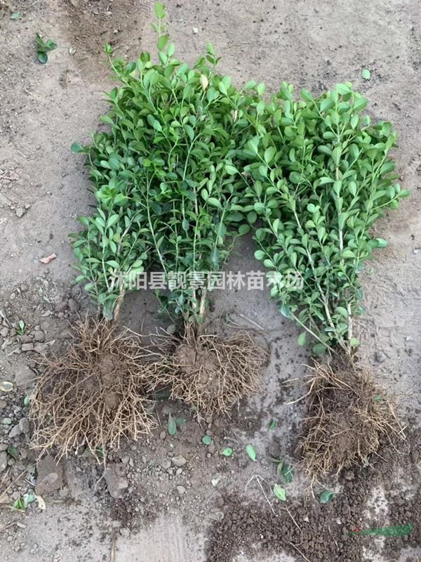 瓜子黄杨基地 瓜子黄杨50厘米高 瓜子黄杨100万棵库存