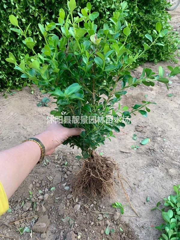 瓜子黄杨基地 瓜子黄杨50厘米高 瓜子黄杨100万棵库存