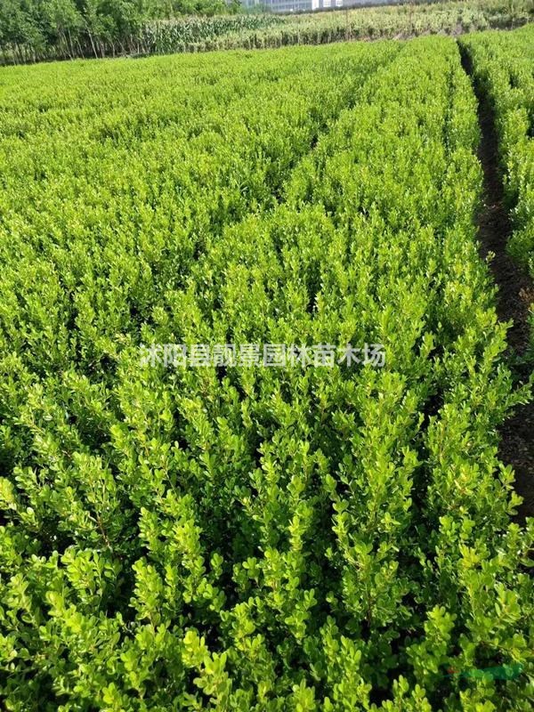 瓜子黄杨基地 瓜子黄杨50厘米高 瓜子黄杨100万棵库存