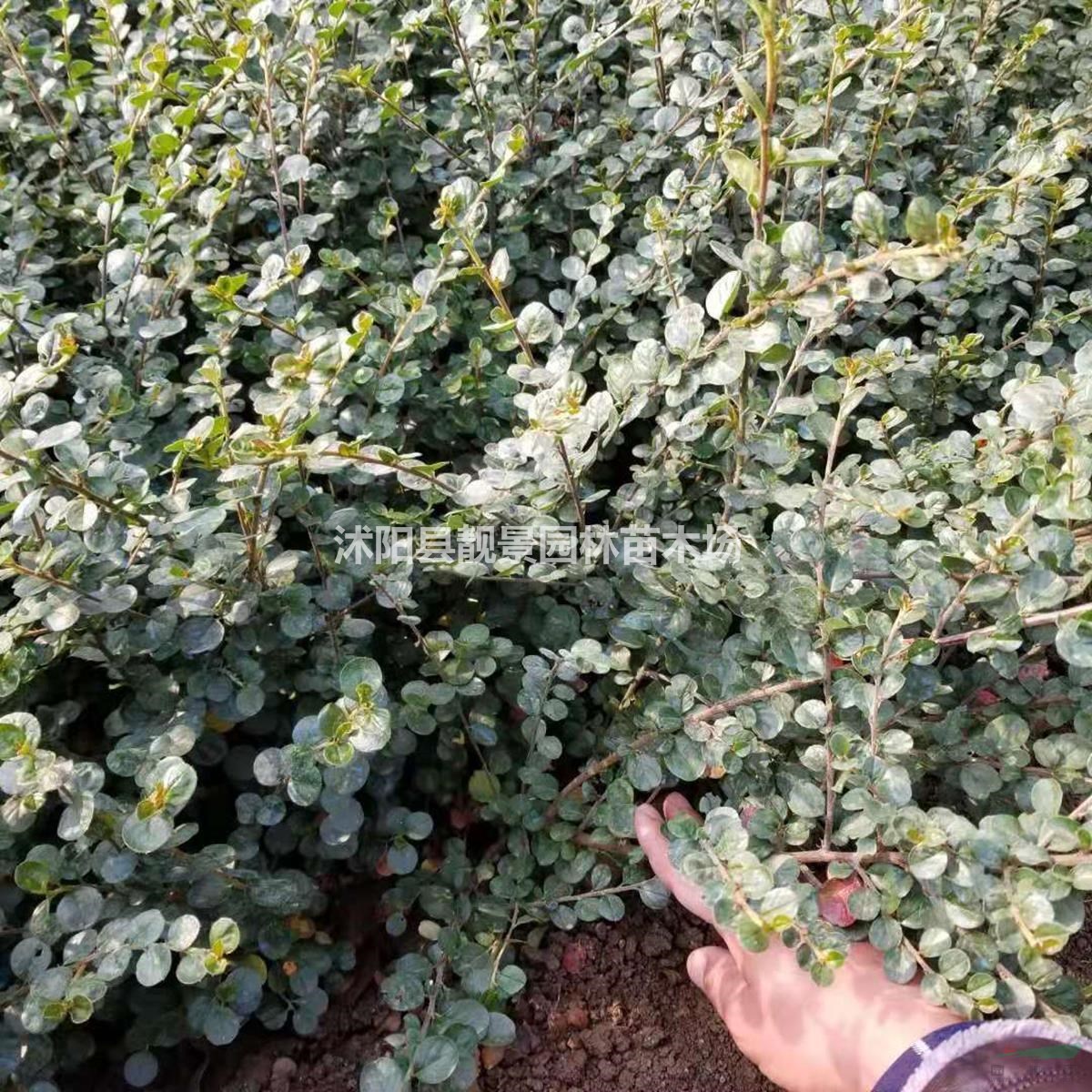 平枝栒子基地 平枝栒子50厘米高 平枝栒子10万棵库存