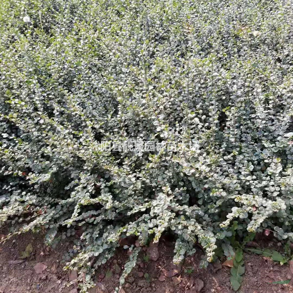 平枝栒子基地 平枝栒子50厘米高 平枝栒子10万棵库存
