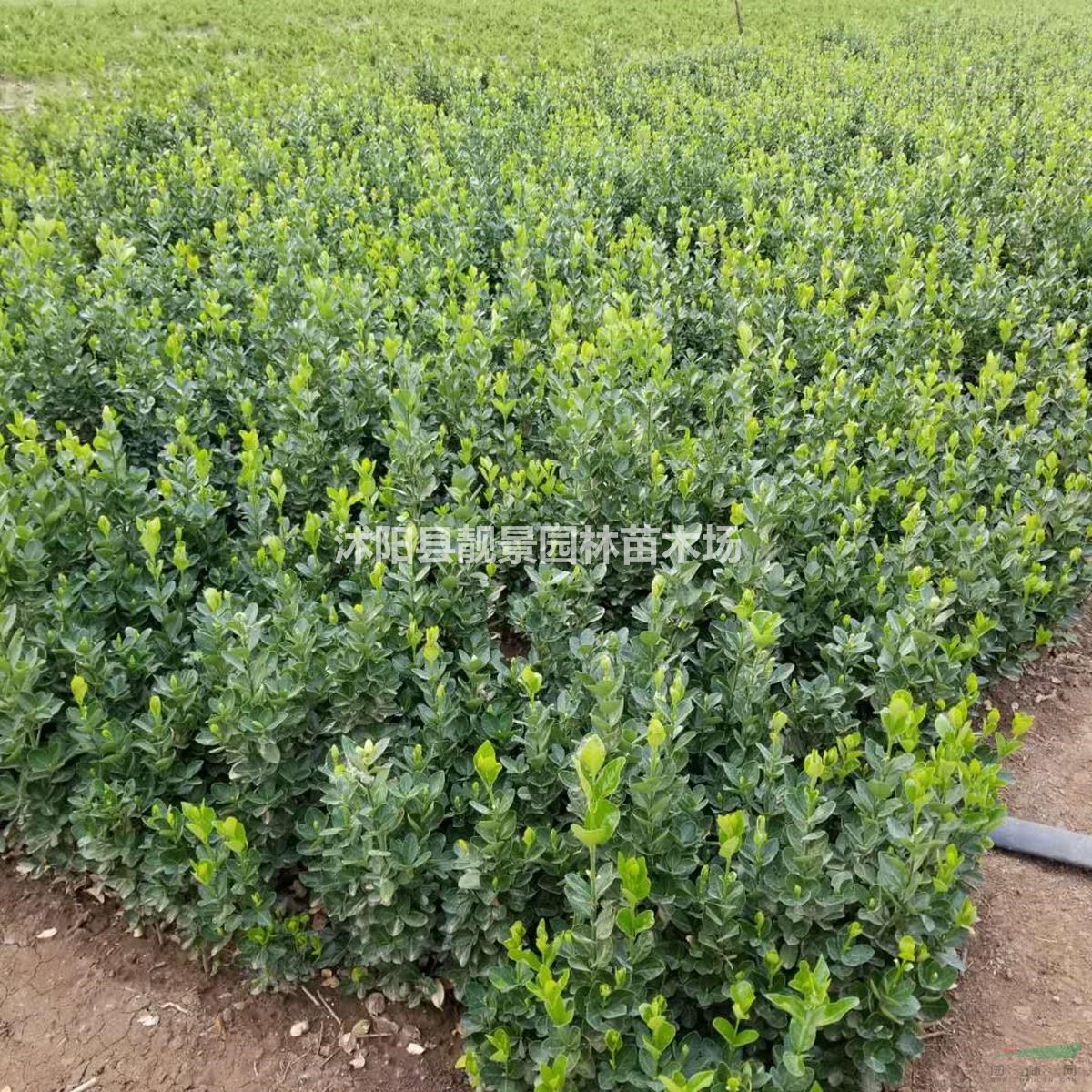 冬青基地 冬青50厘米高 冬青球 冬青50万棵秋季供应