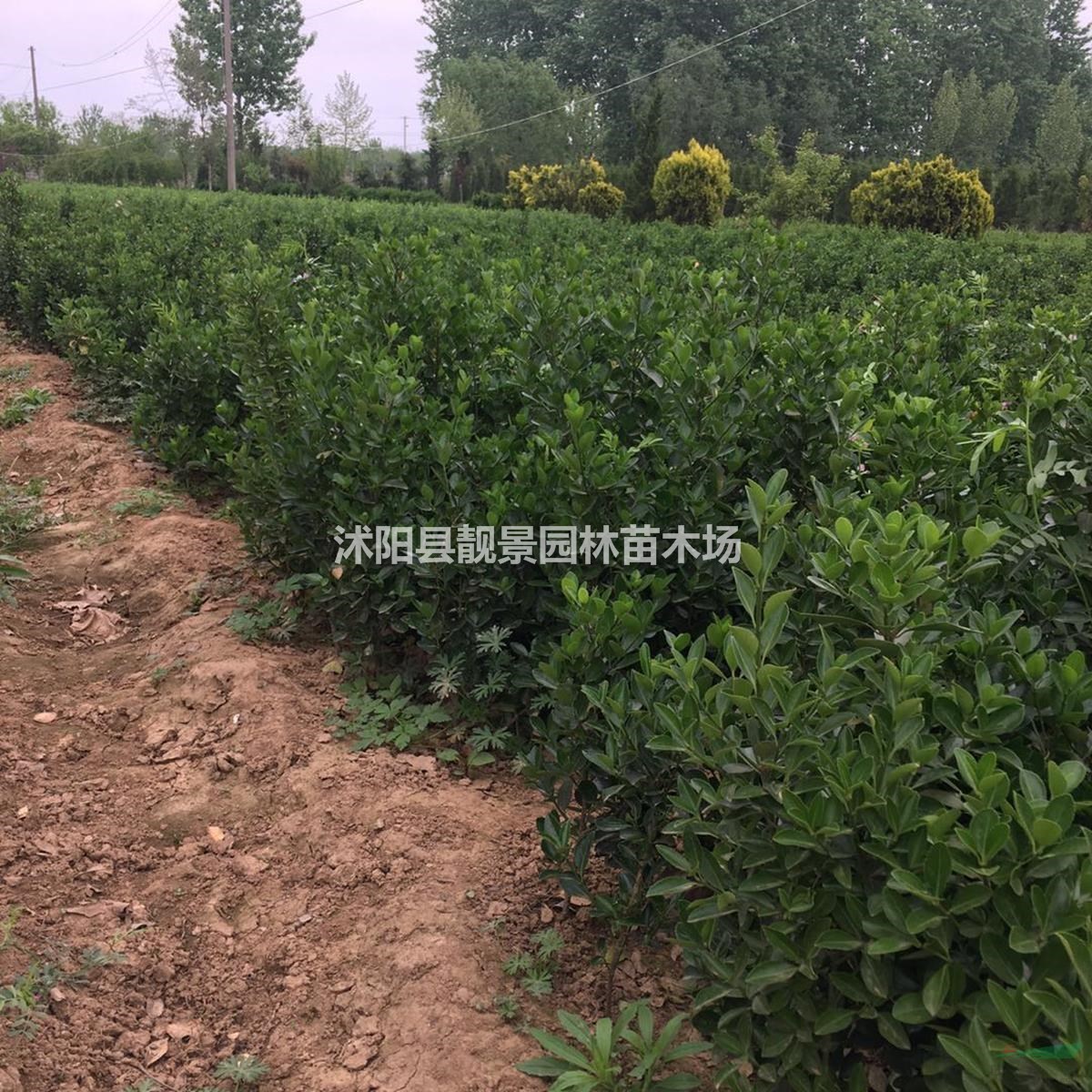 冬青基地 冬青50厘米高 冬青球 冬青50万棵秋季供应