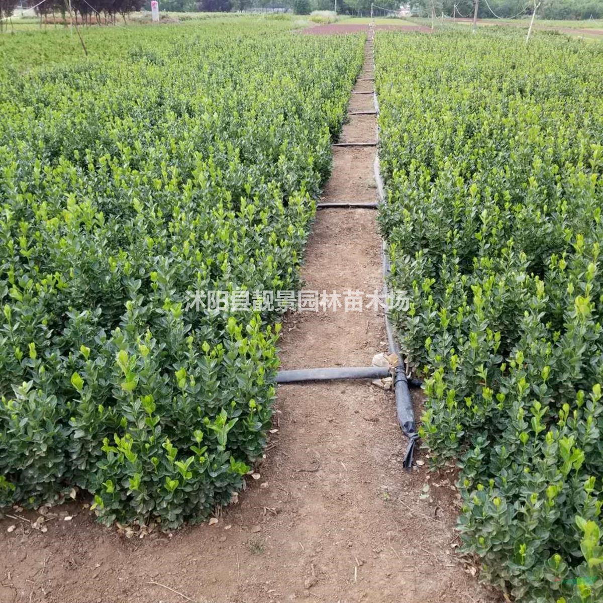 冬青基地 冬青50厘米高 冬青球 冬青50万棵秋季供应