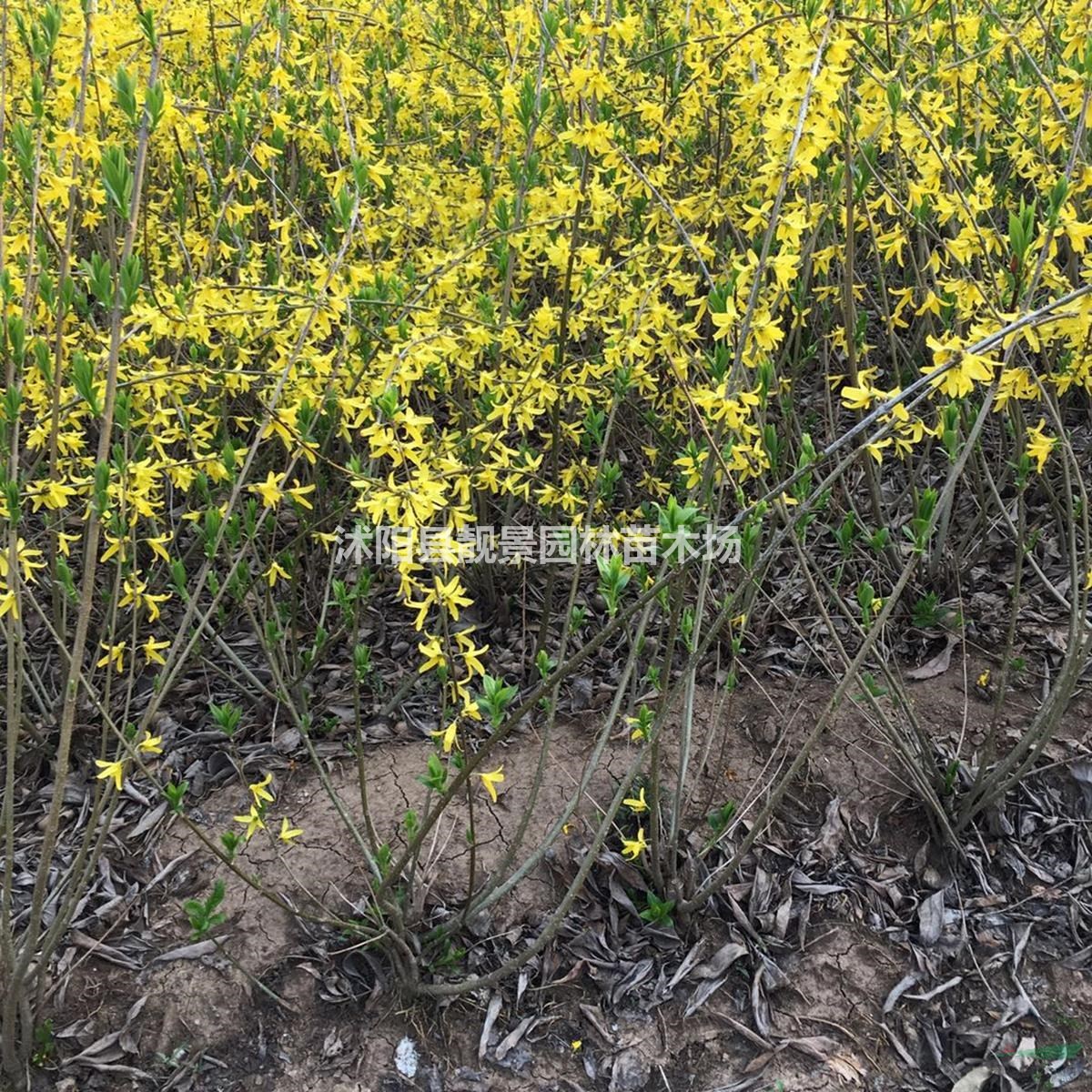 连翘基地 连翘图片 连翘80厘米 连翘100万棵供应