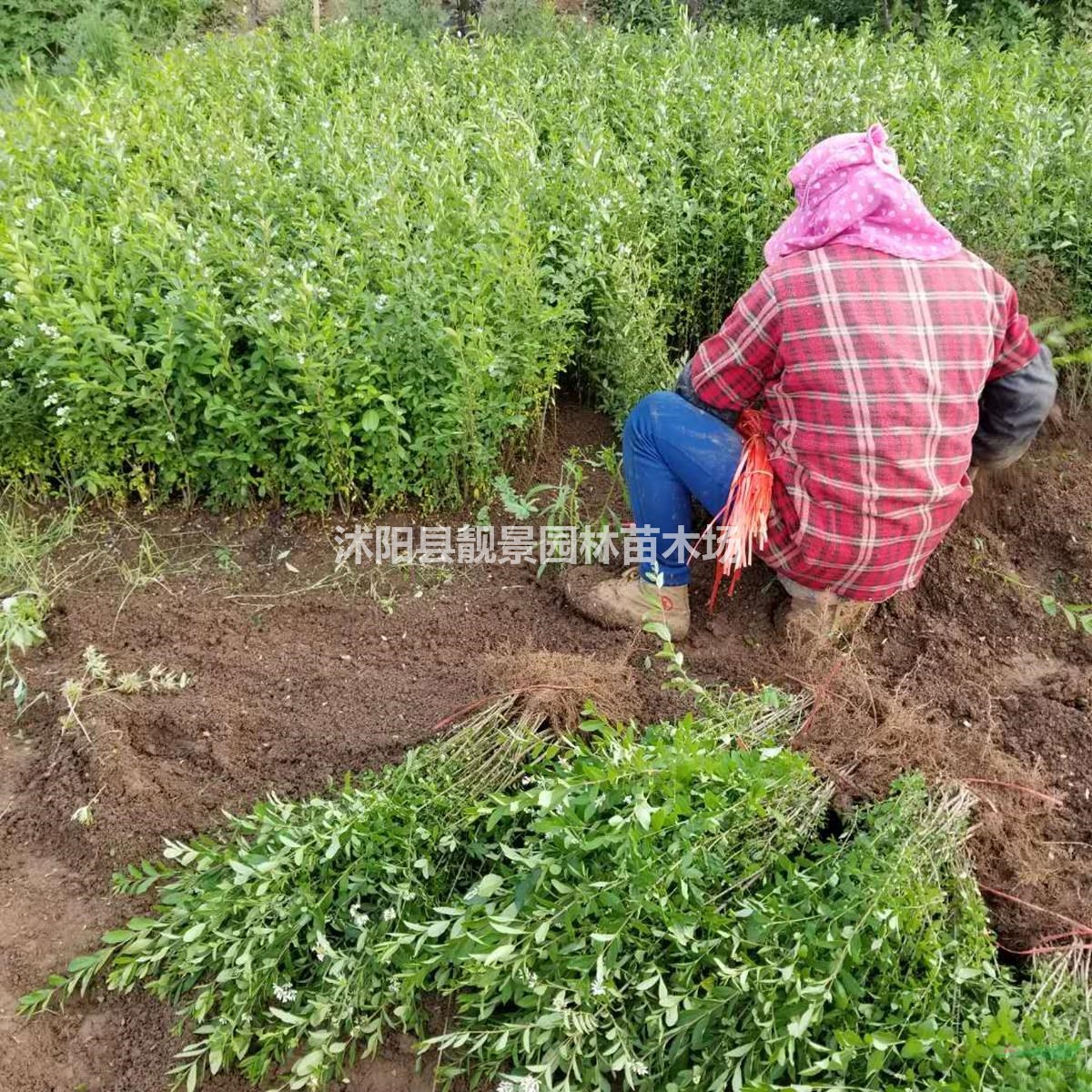 水蜡苗基地 水蜡图片 水蜡80厘米高 水蜡100万供应