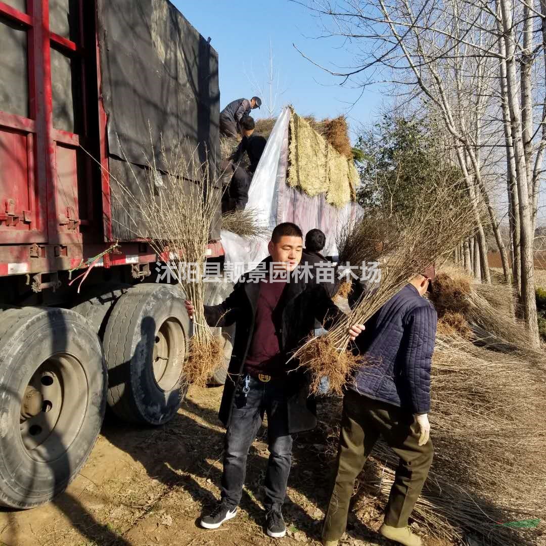 水蜡苗基地 水蜡图片 水蜡80厘米高 水蜡100万供应