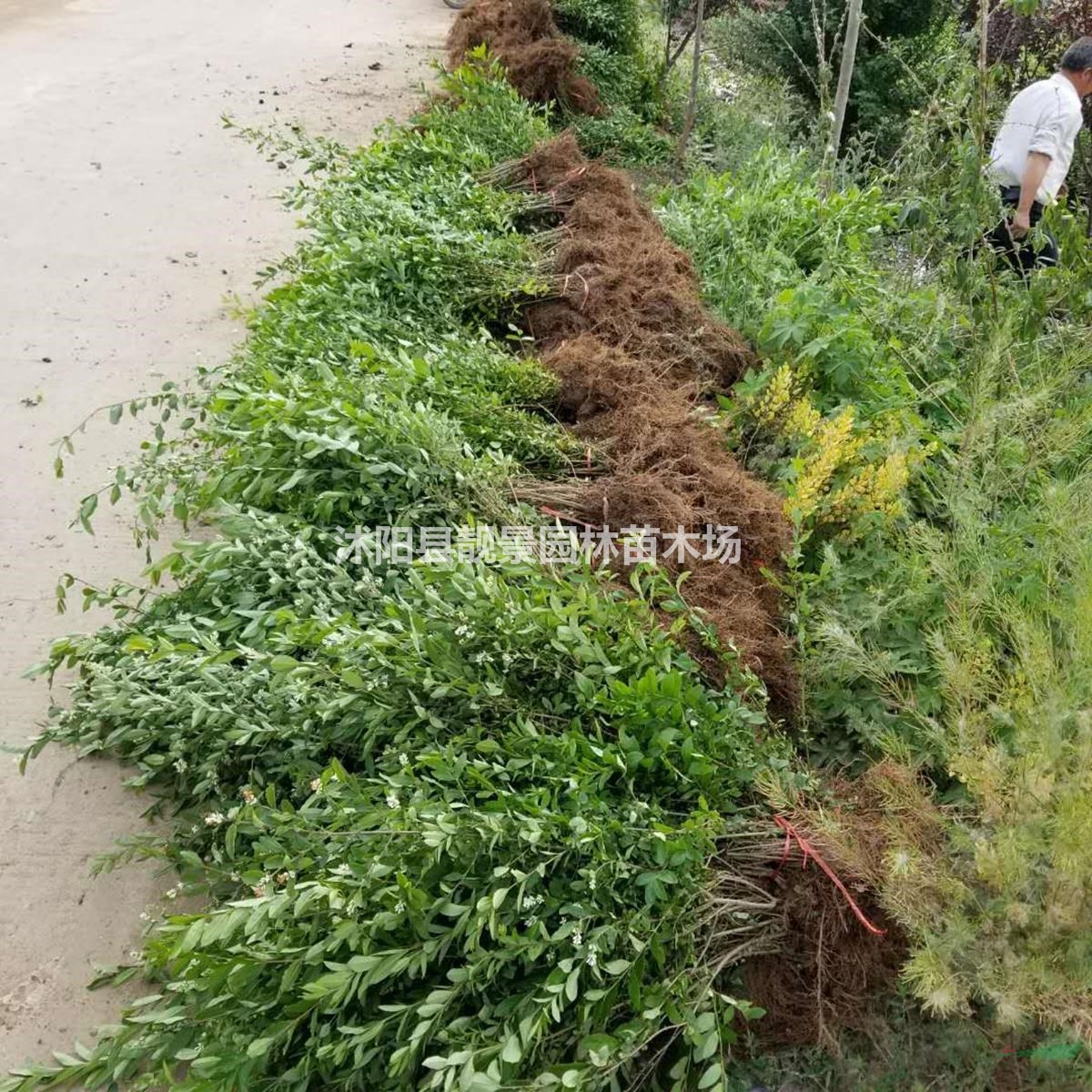 水蜡苗基地 水蜡图片 水蜡80厘米高 水蜡100万供应