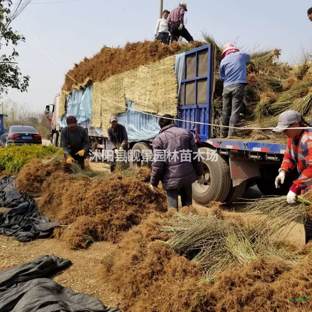 水蜡苗价格 沭阳水蜡 水蜡地栽苗 水蜡绿篱苗 水蜡苗批发