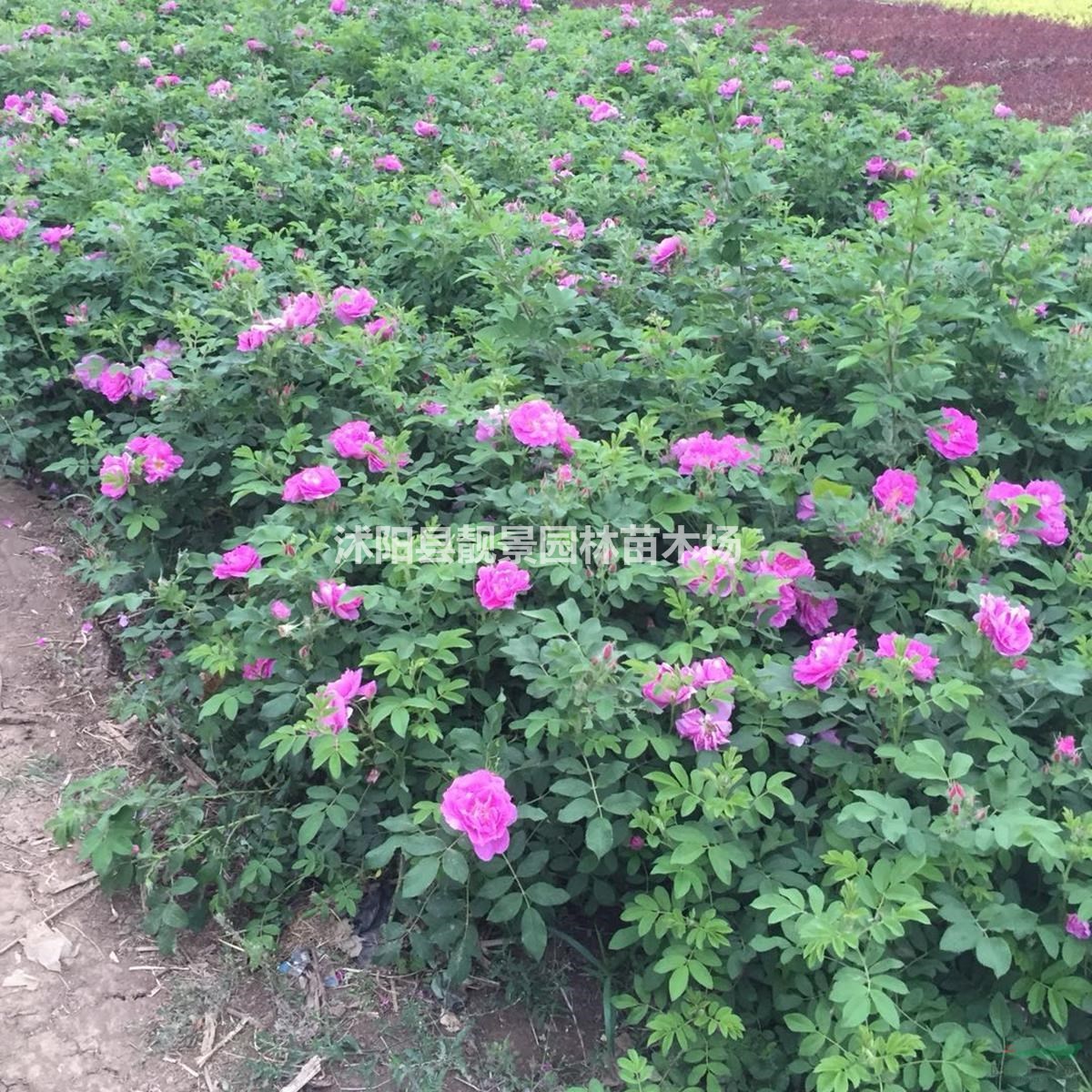 四季玫瑰基地 四季玫瑰价格 四季玫瑰50万棵供应