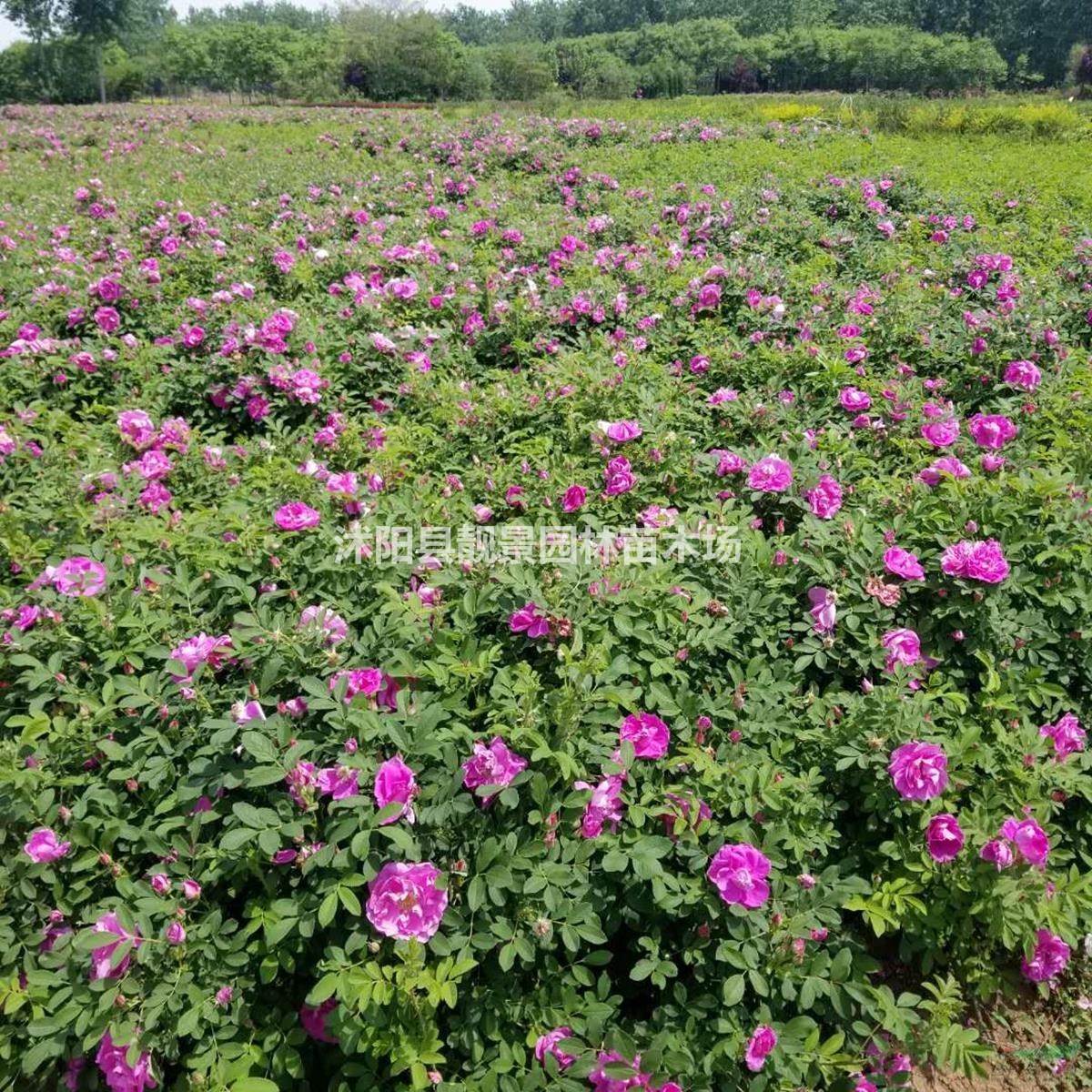 四季玫瑰基地 四季玫瑰价格 四季玫瑰50万棵供应