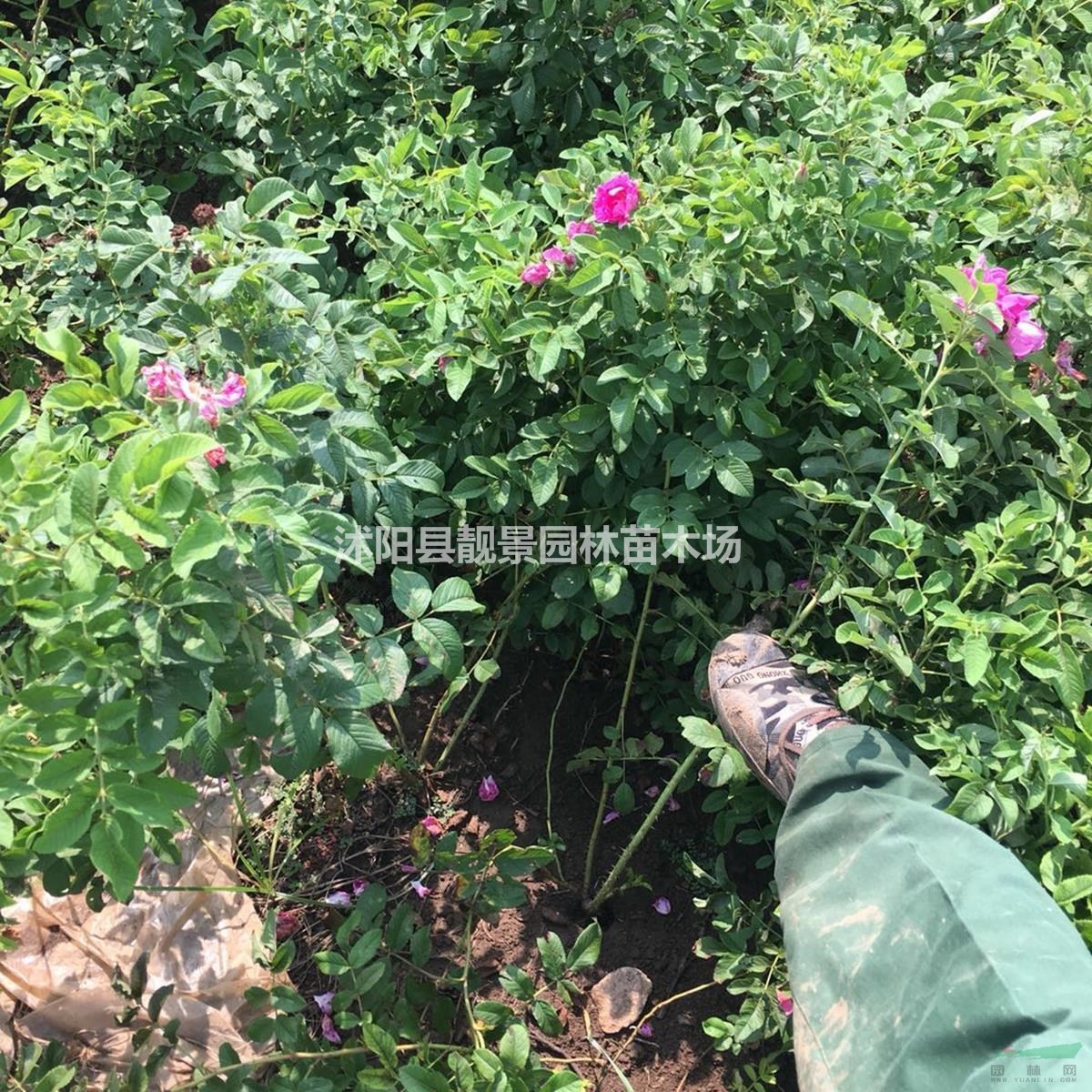 四季玫瑰基地 四季玫瑰价格 四季玫瑰50万棵供应