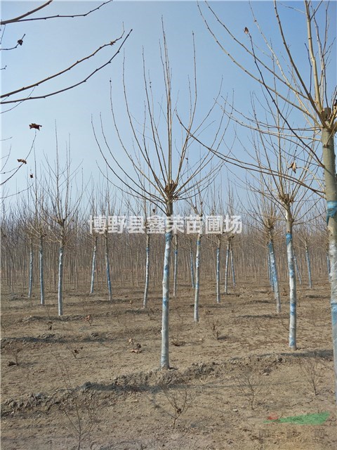 7公分法桐基地 9公分法桐出售