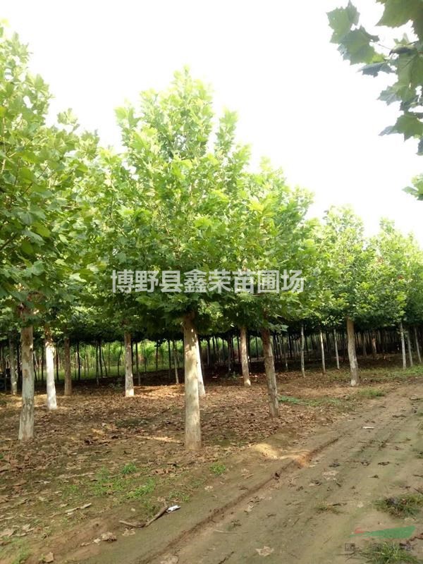 11公分法桐價(jià)錢(qián) 13公分法桐價(jià)格