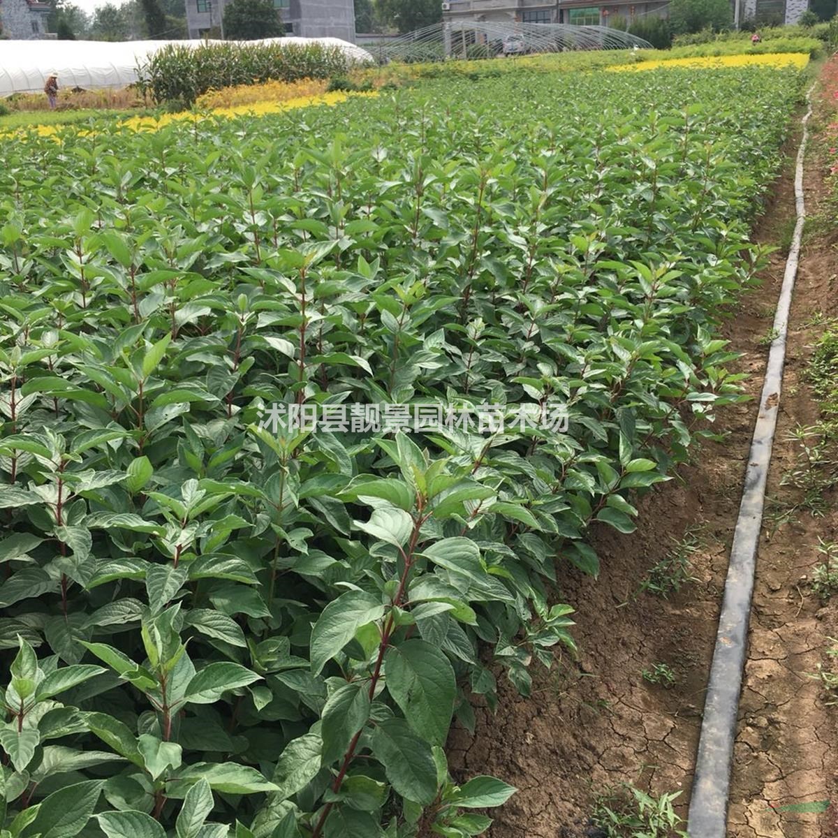 红瑞木基地 红瑞木价格 红瑞木60厘米 红瑞木50万供应