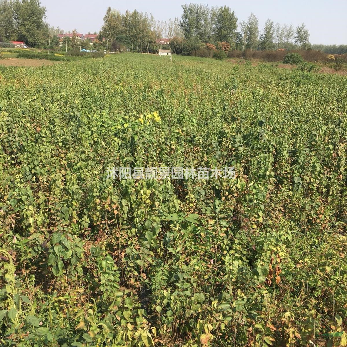 丁香苗价格 紫丁香图片价格 紫丁香80公分高 丁香9万棵供应