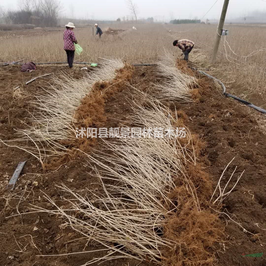 丁香苗价格 紫丁香图片价格 紫丁香80公分高 丁香9万棵供应