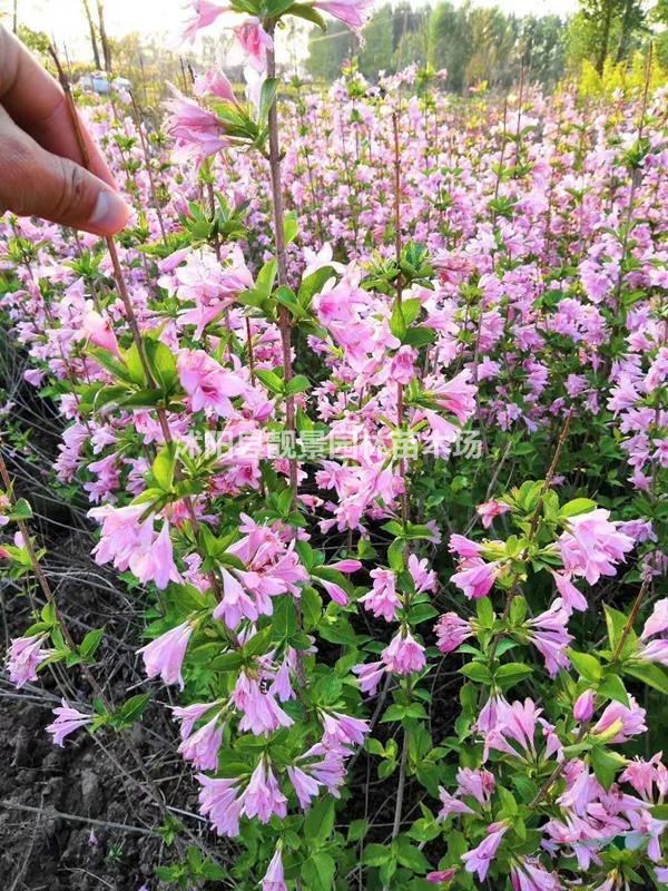 新疆忍冬价格 新疆忍冬基地 忍冬苗60厘米 忍冬50万棵供应