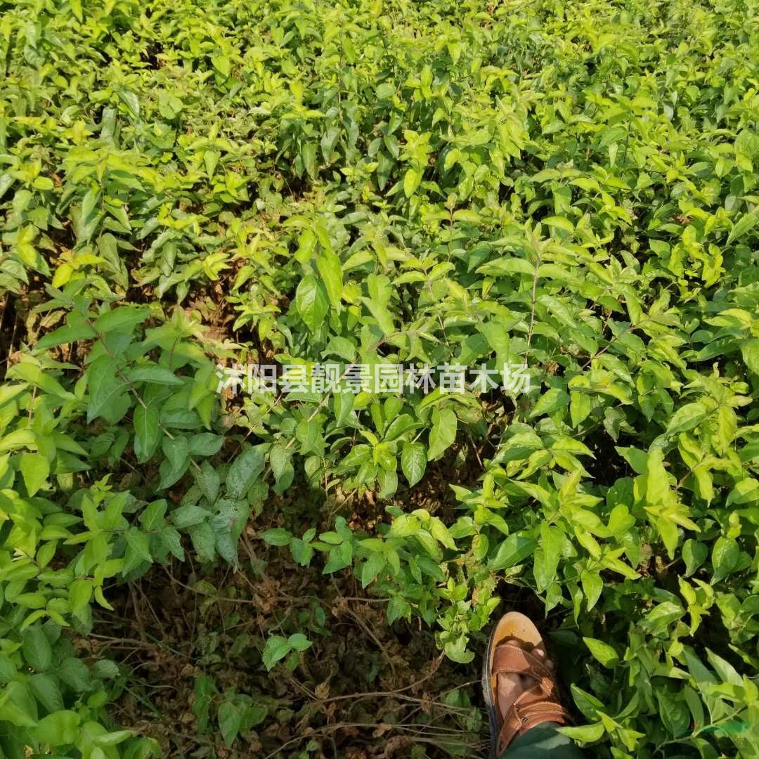 新疆忍冬价格 新疆忍冬基地 忍冬苗60厘米 忍冬50万棵供应